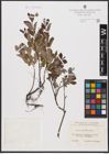 Foto von Salix aurita L. x Salix repens L.